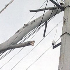 What to do if a tree fell on wires?
