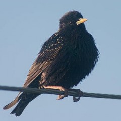 Защо птиците не се поддават на ток, когато седят на проводници?