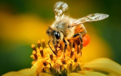 Пчела на цвете